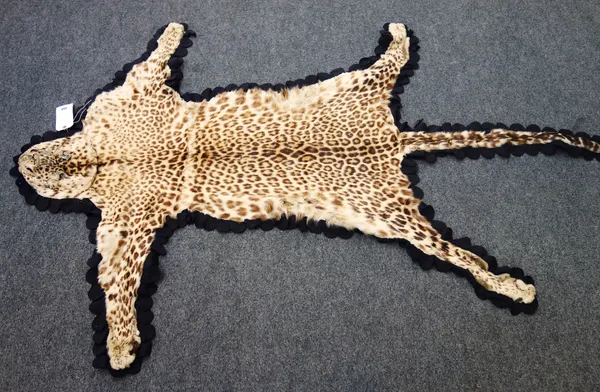 Taxidermy; Leopard (Panthera pardus), early 20th cenutry, flat skin, backed onto black felt with shaped edge on an olive canvas indistinctly printed '