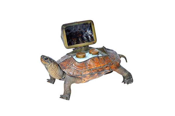 Taxidermy; a stuffed and mounted tortoise, early 20th century with a hinged recess to the shell enclosing twin ceramic inkwells (a.f) 16cm wide.  Illu