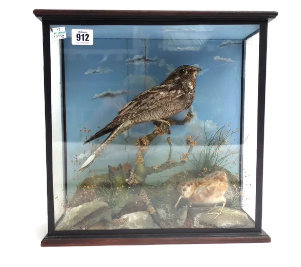 Taxidermy; a stuffed Nightjar and woodcock chick, late 19th century, mounted against a naturalistic backdrop in a glazed ebonised case, 35cm wide.