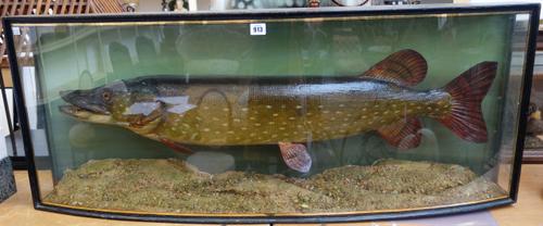 J. Cooper & Sons; a stuffed and mounted pike, 'Breamore, 5th December 1944, 21 1/4 lbs', housed in an ebonised bowfront case, interior label and plaqu