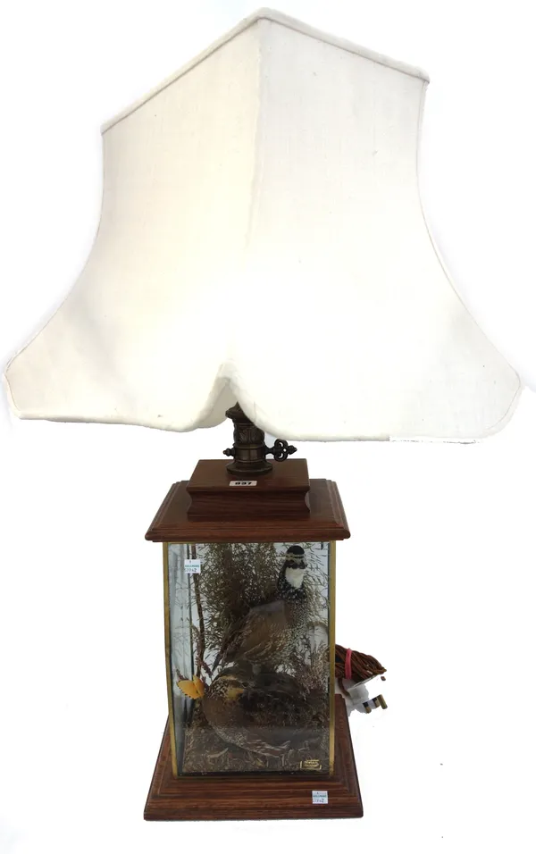 An unusual taxidermy table lamp, late 20th century, the New World Quaile contained in a bevelled glass square base with stepped oak mounts and shade,