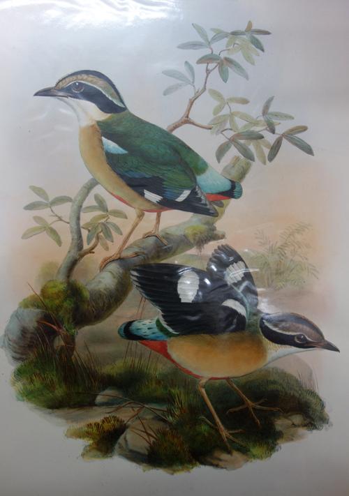 BIRD PRINTS - a large sized selection of 12 coloured, mostly facsimile reprints, but including John Tennent's 'Jay in a snowstorm' (limited edition of