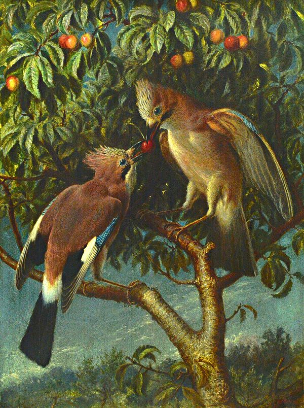 William J. Webb (19th century), Jays in a cherry tree, oil on canvas, signed, 60cm x 45cm.  Illustrated