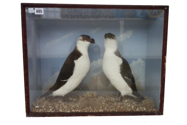 Taxidermy; two Razorbills, 19th century, set against a naturalistic backdrop, in a glazed ebonised case, 53.5cm wide.