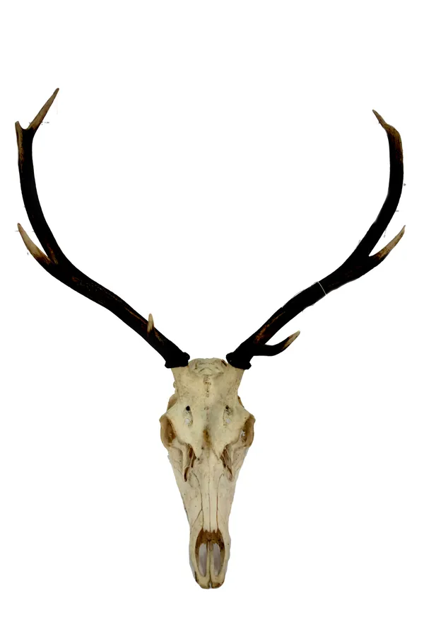 A pair of fourteen point fallow deer antlers on skull mount, together with four further U.K. deer species; red, sika, muntjac, roe, and one other, (6)