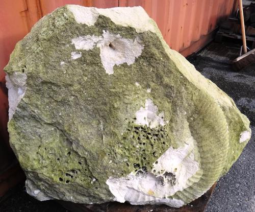 A large section of irregular stone with an ammonite.  OUT