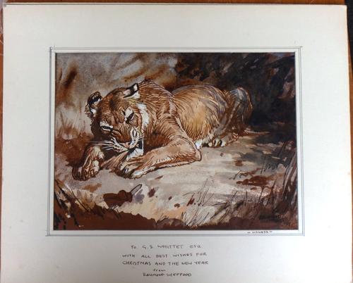 Raymond Sheppard (1913-1958), Lioness, pen ink and wash, signed, inscribed on mount, unframed, 17cm x 22.5cm., DDS