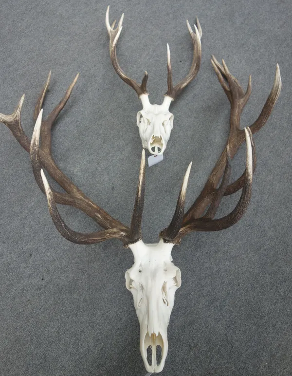 A pair of sixteen point stag antlers, on a bare skull mount and a further smaller pair of nine point antlers on a bare skull, the first approximately