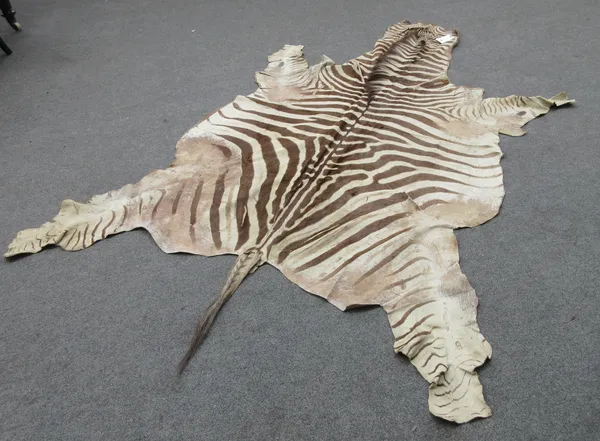 Two zebra skin rugs, late 19th/early 20th century, of typical form (a.f), 232cm long, (2).