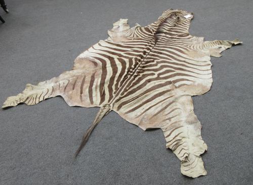 Two zebra skin rugs, late 19th/early 20th century, of typical form (a.f), 232cm long, (2).