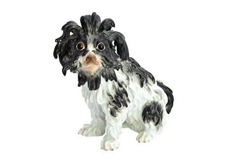 A Meissen porcelain model of a Bolognese hound, late 19th century, after a model by J. J Kaendler, black patch markings, seated pose, underscored blue