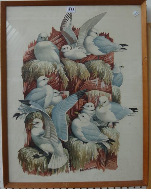 David Binns (b. 1935), Kittiwakes, eider ducks, two watercolours, both signed, one dated '70, the larger 65cm x 50cm. DDS