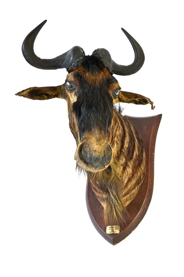 Taxidermy; a stuffed wildebeest trophy mounted on an oak shield back, with applied plaque detailed 'Wildebeest Loita Plains B.E.A May 1910', 70cm prot