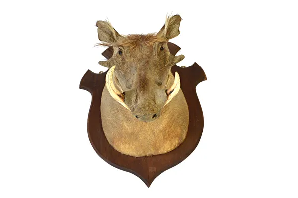 Taxidermy; a stuffed warthog head, early 20th century, mounted on an oak shield back, unsigned, 75cm high, 50cm protrusion.  Illustrated