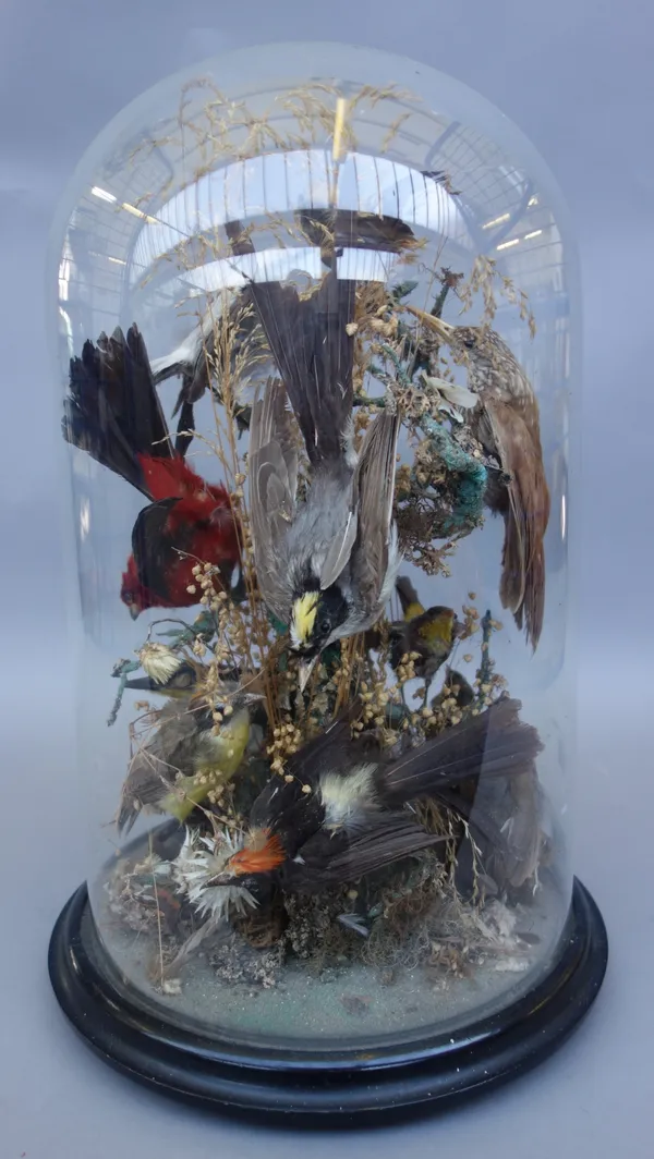 Taxidermy; eleven stuffed and mounted exotic birds, 19th century, set on a foliate branch and housed under a circular glass dome on an ebonised wooden