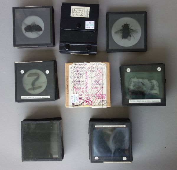 A quantity of three inch magic lantern slides, early 20th century, depicting natural history, insects, lizards and other animals, part sets by Flatter
