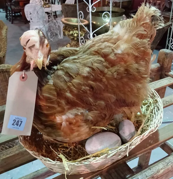 Taxidermy, interest; a Buff Orpington chicken in nesting position.    C8