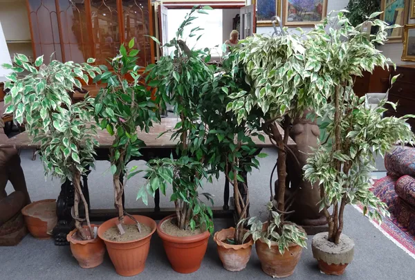 Three faux weeping fig potted plants and three further variegated weeping fig potted plants, the tallest 150cm (6).