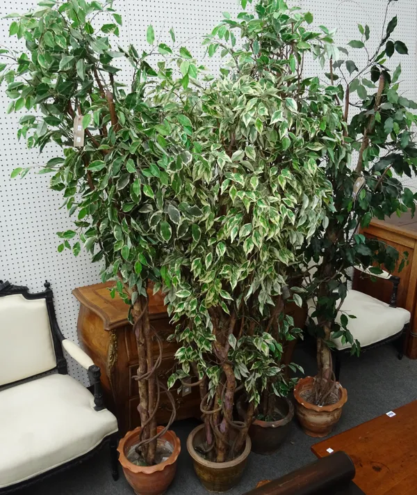 Four faux weeping fig potted plants, (three variegated), the tallest 230cm (4).