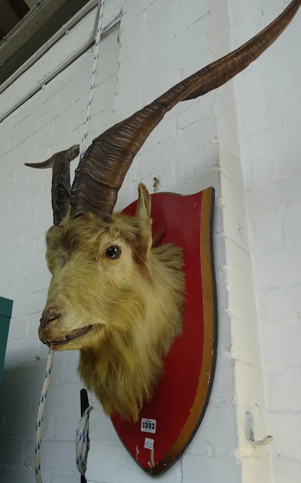 Taxidermy; a stuffed mountain goat's head, late 19th century, mounted on a red painted wooden shield.
