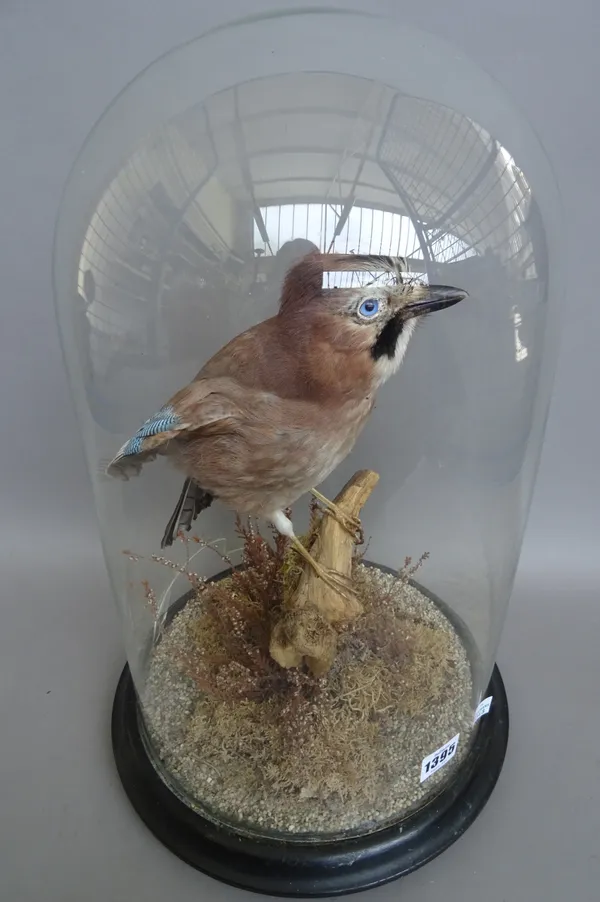 Taxidermy; a stuffed jay, early 20th century, mounted on a branch, housed under a circular glass dome on an ebonised wooden base and bun feet. 45cm hi