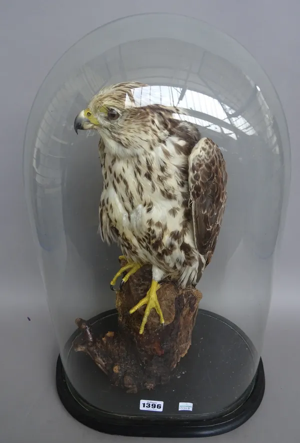 Taxidermy; a stuffed buzzard, early 20th century, mounted on a tree stump, housed under an oval glass dome on an ebonised wooden base and bun feet. 52