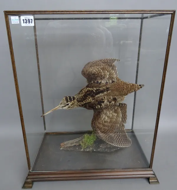 Taxidermy; a stuffed woodcock, late 20th century, modelled on a tree stump in a rectangular glazed wooden case, 52.5cm high.