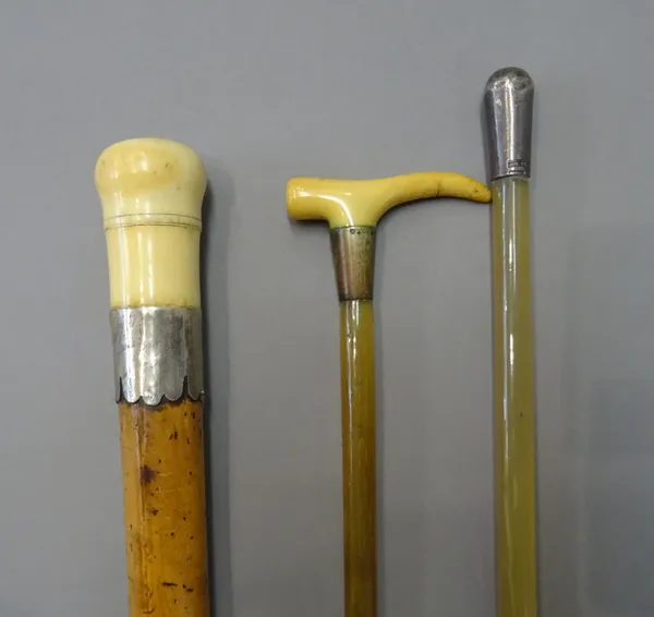 A Victorian ivory mounted malacca walking cane with white metal collar, 86cm and two animal horn swagger sticks, 83cm, (3).