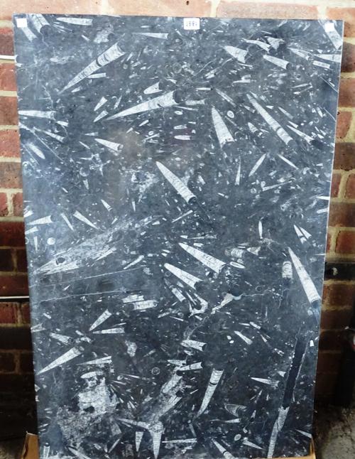 Devonian period, a rectangular limestone black fossil table top, containing orthoceras, 70cm x 110cm.