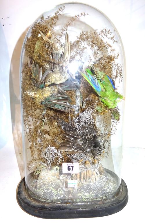 Taxidermy; a 19th century display of birds contained in a glass dome with ebonised base, 41cm high.   CAB