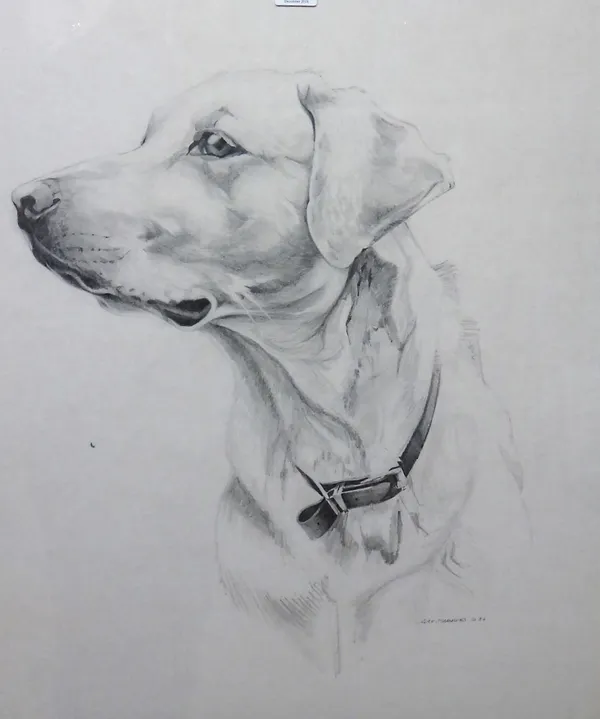 Alan Stammers, (20th century), Study of a labrador, pencil, signed and dated 10 86, 62.5cm x 51cm. DDS