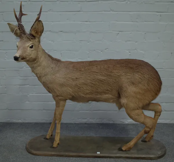Taxidermy; a stuffed and mounted juvenile deer, mid-20th century, on a shaped wooden plinth, 97cm high.