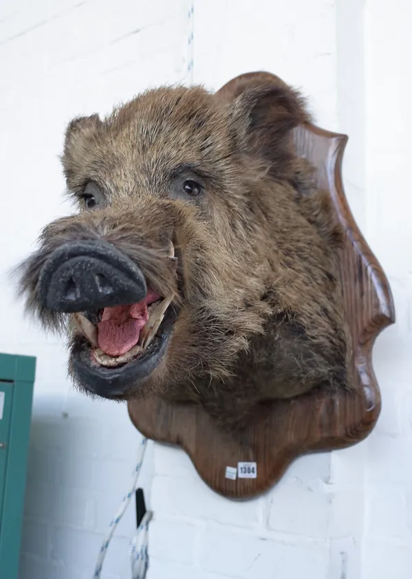 Taxidermy; a stuffed wild boar's head, 20th century, mounted on a pine shaped shield mount, 70cm high, 58cm protrusion.