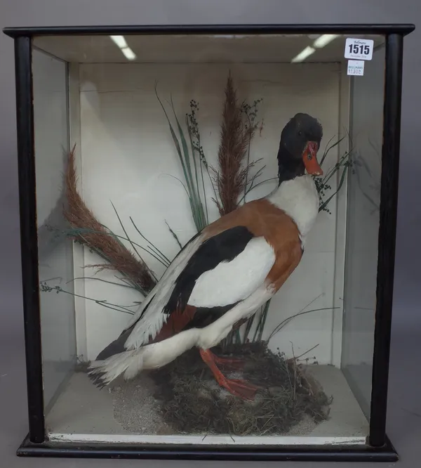 Taxidermy; a stuffed duck mounted against a naturalistic backdrop in an ebonised glazed wooden case, 52cm high.