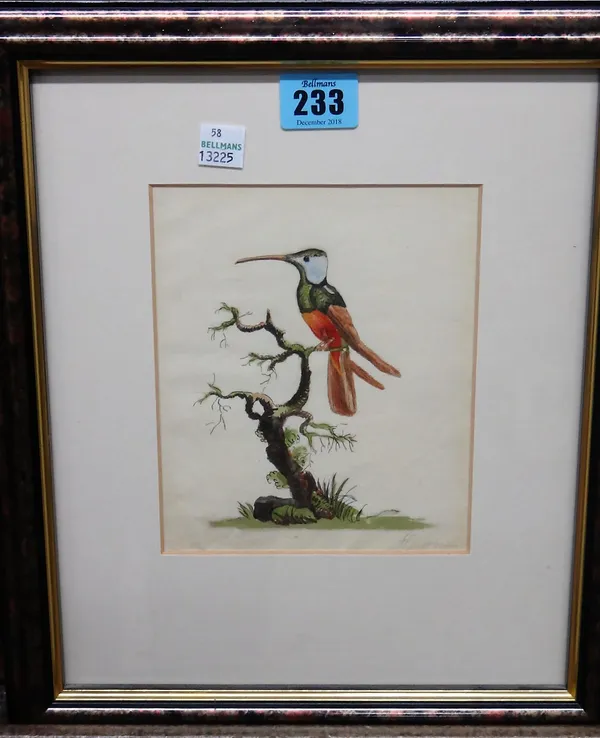 English School (early 19th century), Harlequin Hummingbird, watercolour, 16,5cm x 14cm.  ROST