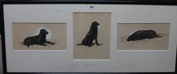Lucy Vere Temple (1898-?), Boughton Dan: Three studies of a black labrador, charcoal and coloured chalk heightened with white, one signed and dated 19