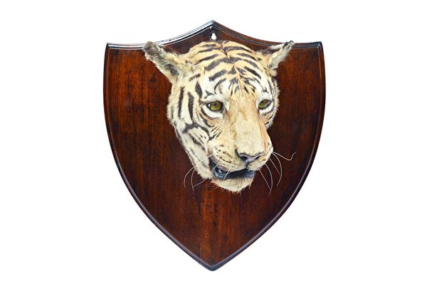 Van Ingen & Van Ingen; a taxidermy tiger's head, late 19th/early 20th century, mounted on an oak shield back, stamped to the rear 'VAN INGEN MYSORE',