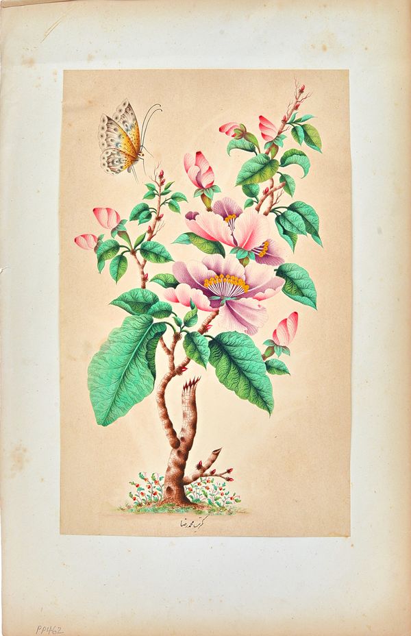 A Qajar painting, 19th century, watercolour on paper, painted with a butterfly hovering above flowers, signed Muhammad Reza (Shirazi), 22cm. by 13.5cm