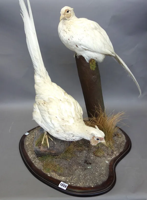 Taxidermy; an albino Pheasant and Cock bird, each mounted atop a naturalistic shaped base. 75cm high.