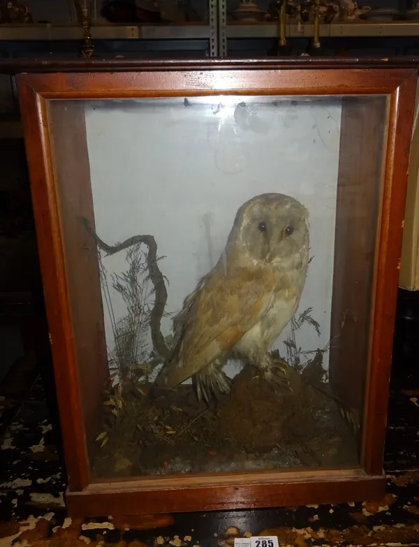 Taxidermy, comprising; a cased owl, 30cm high.  BAY1