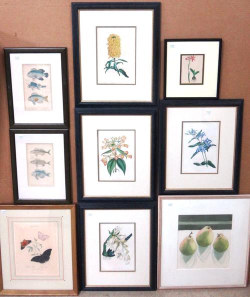 A group of assorted engravings of botanical and fish subjects, together with a watercolour of pears, (9).    I1