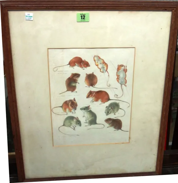Mildred Elsie Eldridge (1909-1991), Studies of mice, watercolour, signed and inscribed, 28cm x 23cm.   L1