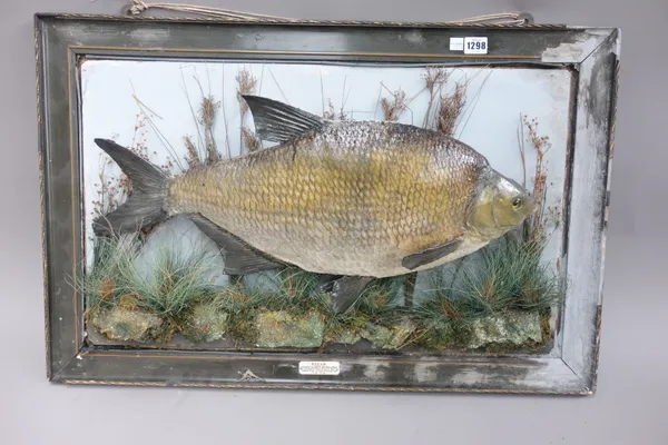 Taxidermy; a stuffed bream mounted against a naturalistic backdrop, with plaque reading 'Bream caught by Mr P. Moreland at Ingestone, March 5th 1913,