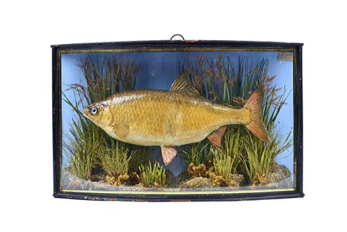 Taxidermy; a stuffed roach, by J. Cooper & Sons, late 19th century, mounted against a naturalistic backdrop, in a bowfront glazed case, trade label to