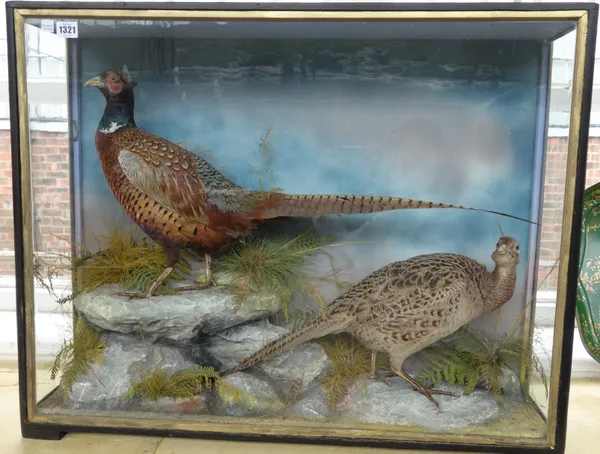 Taxidermy; a pair of stuffed pheasants, late 19th century, hen pheasant and cockbird against a naturalistic backdrop, in a gilt detailed ebonised glaz