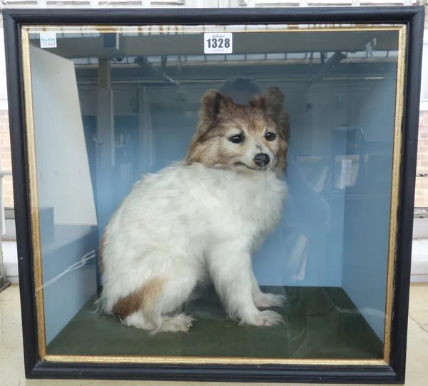 Taxidermy; a stuffed dog of small proportions, mounted in a glazed and ebonised wooden rectangular case, 43cm high.