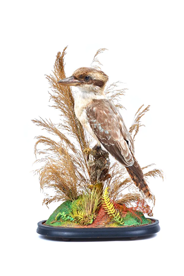 Taxidermy; a stuffed kookaburra, early 20th century, mounted against a naturalistic backdrop, under a glass oval dome, 47cm high overall. Illustrated