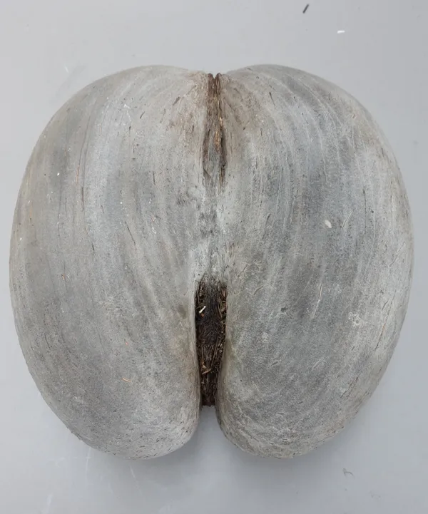 A Coco de Mer, Seychelles, of unpolished natural form, 27cm.