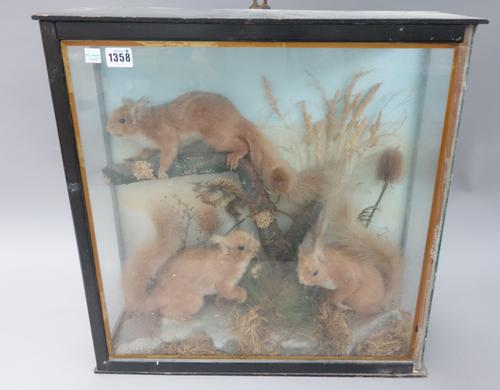 Taxidermy; three stuffed red squirrels, late 19th century, mounted as one against a naturalistic backdrop, in a glazed ebonised wooden case, 52cm high