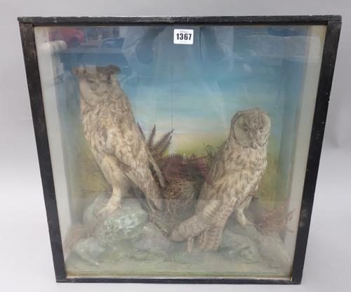 Taxidermy; two stuffed long eared owls, late 19th century, mounted as one against a naturalistic backdrop, in a glazed ebonised wooden case, 52cm high